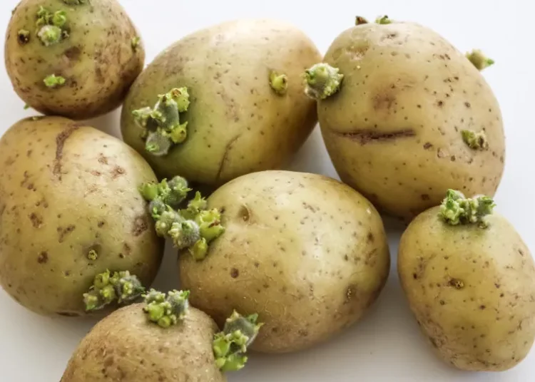 Batatas com brotos ou coloração esverdeada podem ser perigosas, entenda